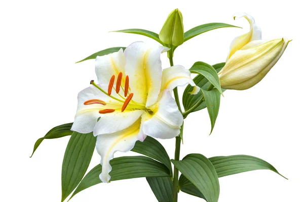 Крупный Цветок Белой Лилии Бутоном Белом Фоне Гибрид — стоковое фото