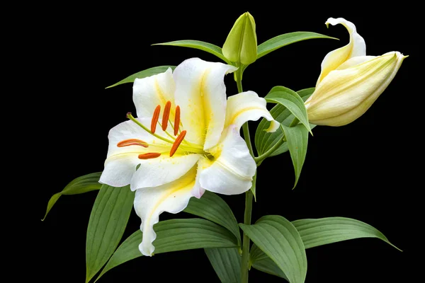 Grande Flor Lírio Branco Com Botão Fundo Preto Híbrido — Fotografia de Stock