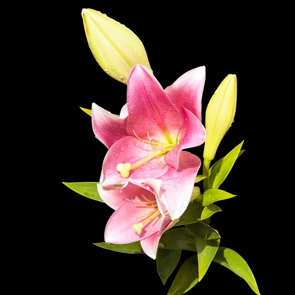Λουλούδια Και Μπουμπούκια Ροζ Κρίνου Και Φύλλα Μαύρο Φόντο Υβρίδιο — Φωτογραφία Αρχείου