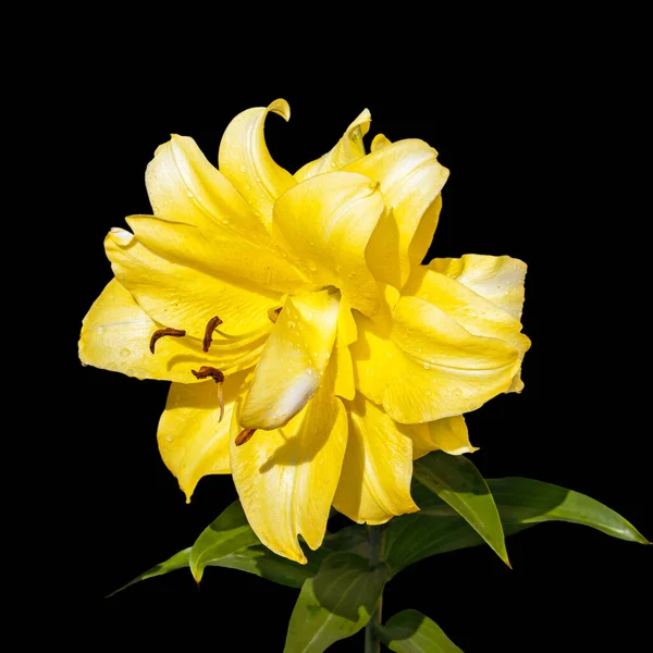 Uma Grande Flor Lírio Terry Amarelo Sobre Fundo Preto Híbrido — Fotografia de Stock