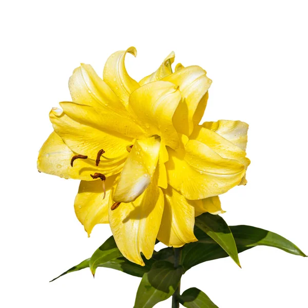 Ένα Μεγάλο Λουλούδι Από Ένα Κίτρινο Terry Κρίνο Λευκό Φόντο — Φωτογραφία Αρχείου