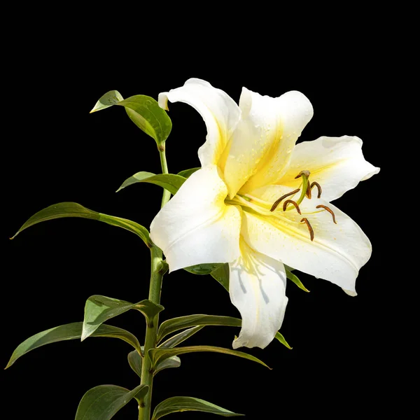 Ένα Μεγάλο Όμορφο Λουλούδι Ενός Λευκού Κρίνου Κίτρινο Πυρήνα Μαύρο — Φωτογραφία Αρχείου