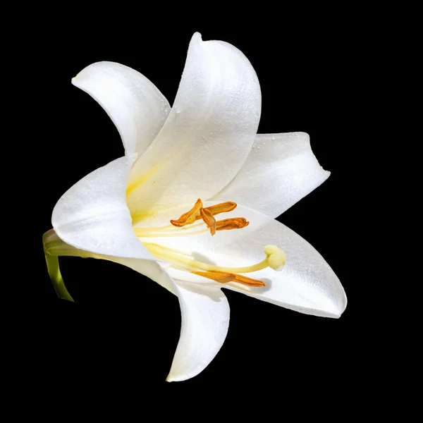 Λεπτό Λουλούδι Ενός Λευκού Κρίνου Μαύρο Φόντο Υβρίδιο Μεμονωμένα — Φωτογραφία Αρχείου