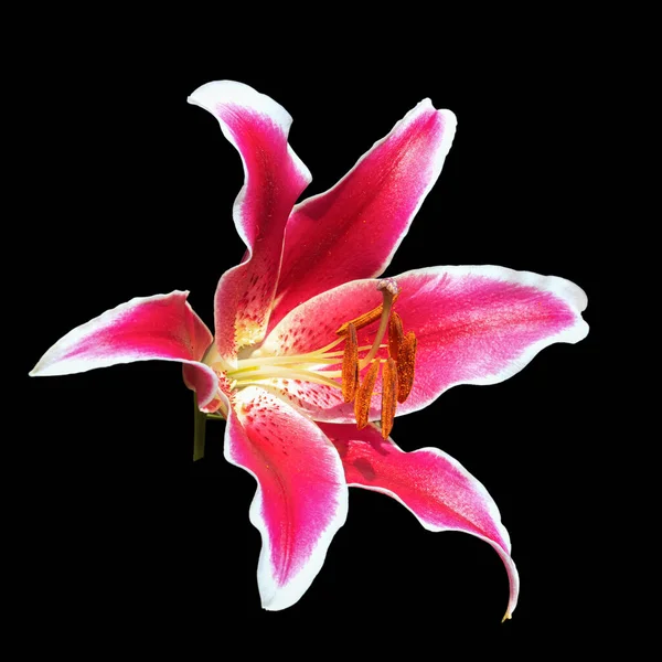 Ένα Μεγάλο Λουλούδι Ενός Κόκκινου Κρίνου Άσπρη Άκρη Μαύρο Φόντο — Φωτογραφία Αρχείου