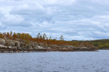 Ladoga Skerries 'in kayalık kıyılarında genç ağaçlar. Karelia, Rusya
