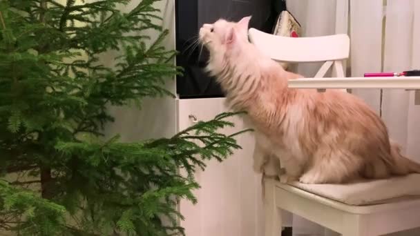 Grote Maine Coon Kat Verkent Bloemen Een Vensterbank Een Balkon — Stockvideo