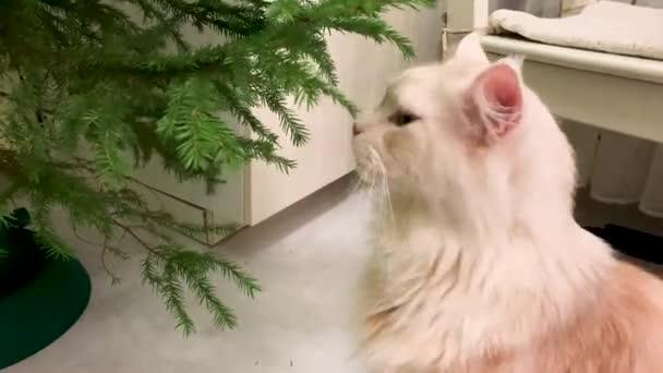 Maine Coon Kat Maakt Kennis Met Kerstboom — Stockvideo