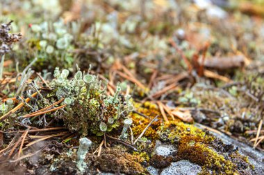 Genç liken Cladonia cristatella veya İngiliz asker liken.