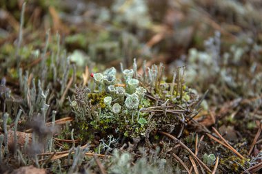Cladonia cristatella ya da İngiliz asker liken yakın çekim