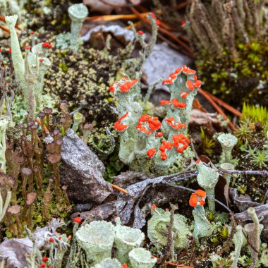 Cladonia Cristatella 'nın yaşlı bireyleri ya da İngiliz Asker Lireni.