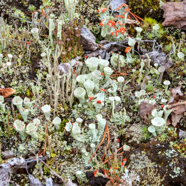 Cladonia Cristatella 'nın genç ve yaşlı bireyleri ya da İngiliz Asker Lireni.