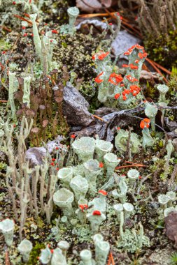 Cladonia Cristatella 'nın yaşlı bireyleri ya da İngiliz Asker Lireni.