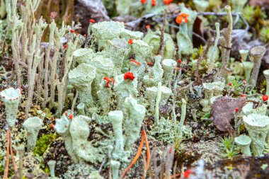Cladonia Cristatella 'nın genç ve yaşlı bireyleri ya da İngiliz asker liken kuşları yaklaşın.