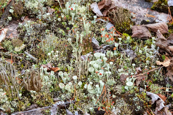 Lichens Musgos Área Pequeña —  Fotos de Stock