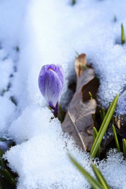 Crocus under the snow. Winter background