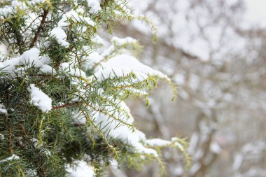 Branches of juniper oblong close-up