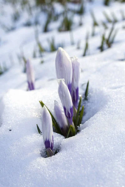Buds of white crocuses under the snow