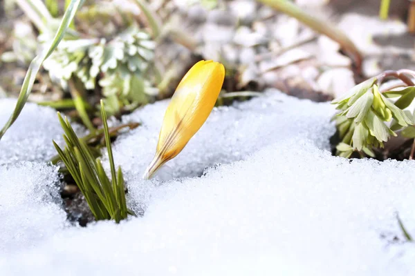 Yellow crocus under the snow