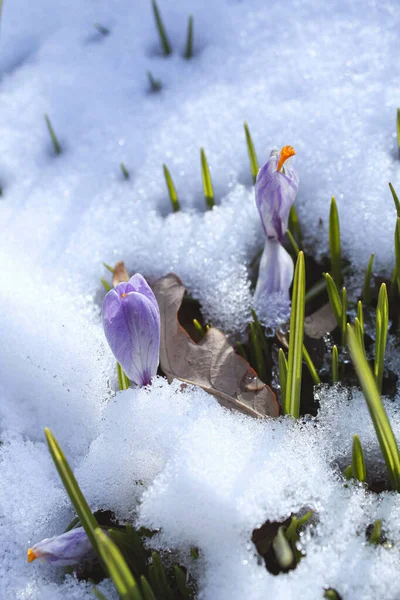 Flowering crocuses under the snow