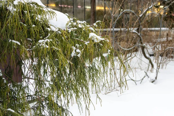 Cypress Branch Background Snow —  Fotos de Stock