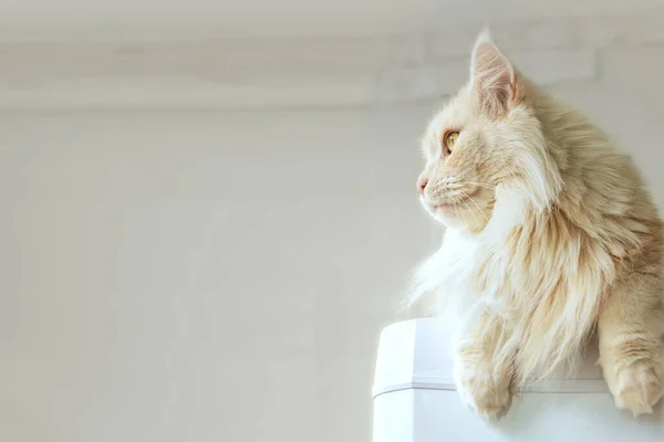 Maine Coon Gato Está Acostado Refrigerador —  Fotos de Stock