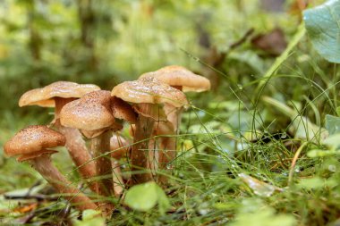 Mushrooms in forest after the rain