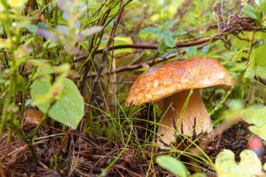 A young white mushroom in the forest close-up