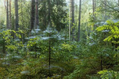 Cobwebs on fir trees, deciduous trees and grass