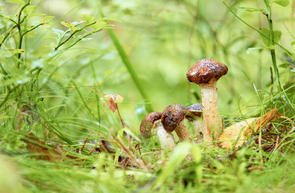 Wet mushrooms in the grass after the rain