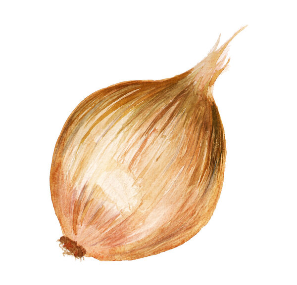 Watercolor onion
