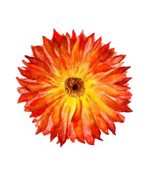 calendulee çiçek