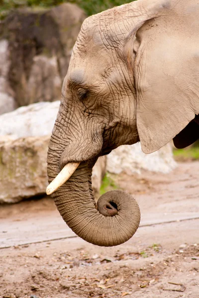 Portrait d'éléphant — Photo