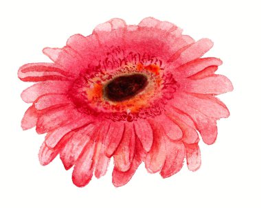 pembe gerbera