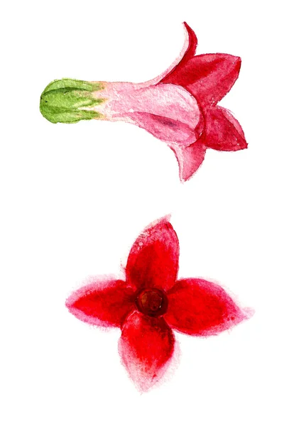 Dos flores rosadas — Foto de Stock