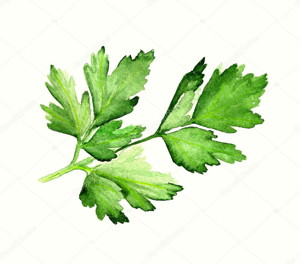 Watercolor parsley