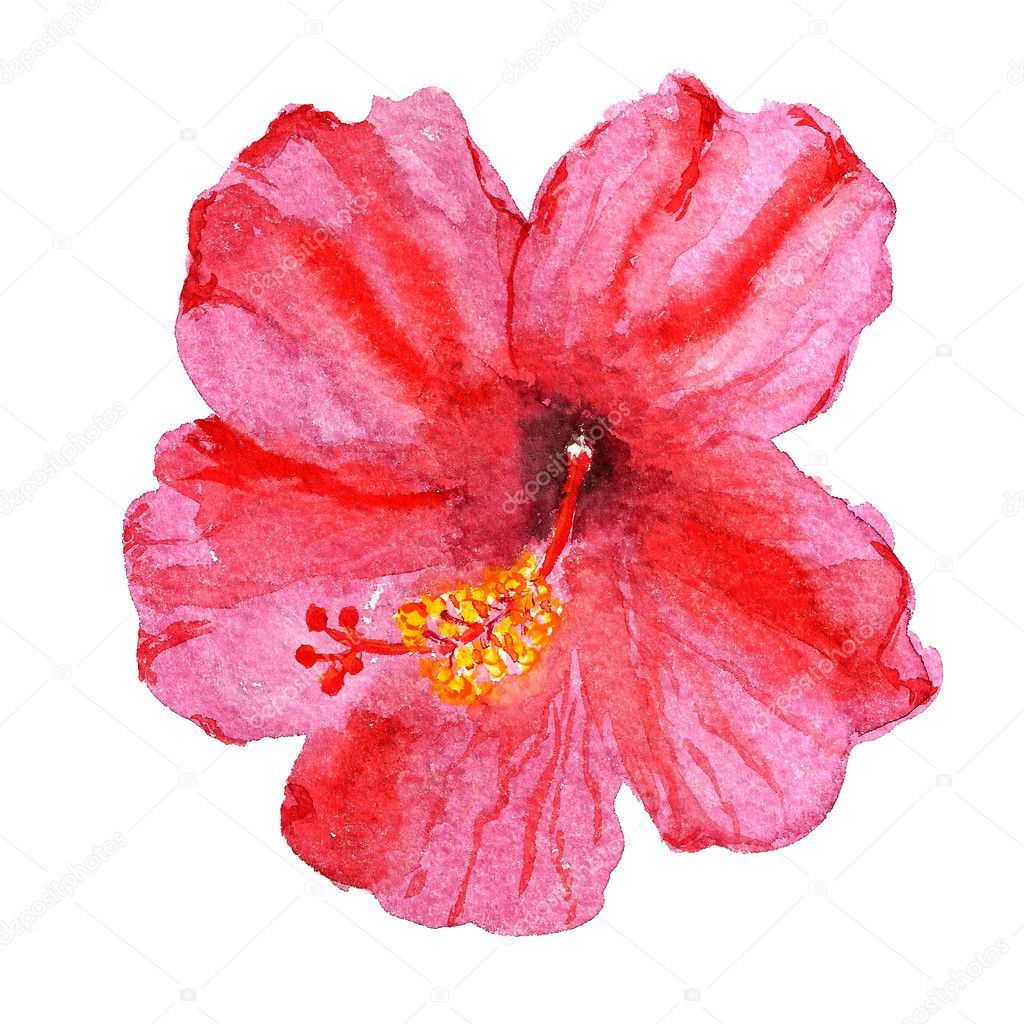 Flower of hibiscus
