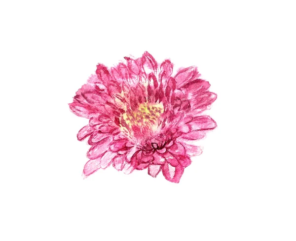 Aquarelle chrysanthème — Photo