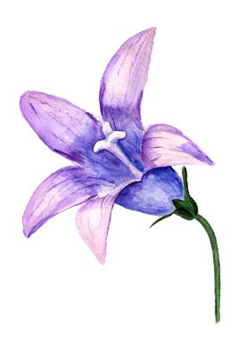 BlueBell