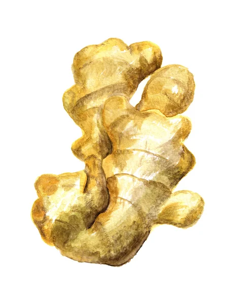 Root of ginger — Stock Photo, Image