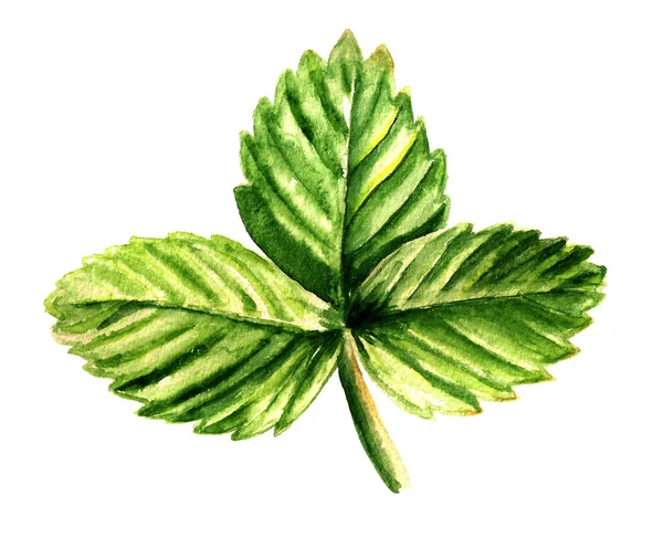 Leaf of strawberry — Stock Photo, Image