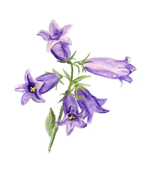 Bluebell uprawiane — Zdjęcie stockowe