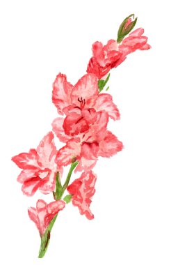 Pink gladiolus clipart