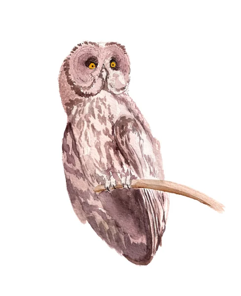 Brown owl — Stock Photo, Image