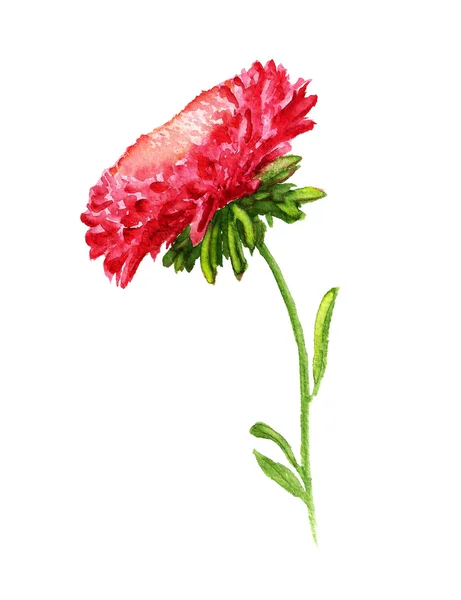 Red aster — Stock Photo, Image