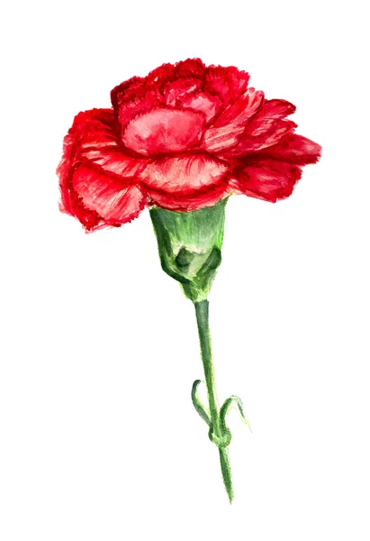 Red carnation — Stock Photo, Image