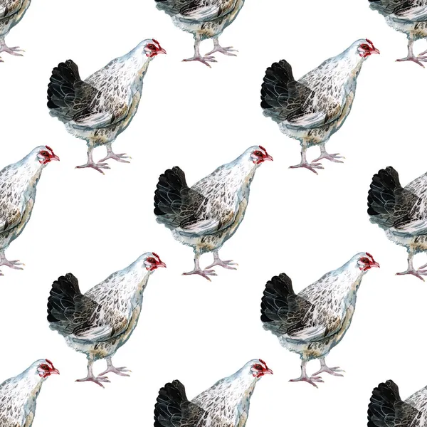 Seamless pattern with watercolor image of hen. — Stock Photo, Image