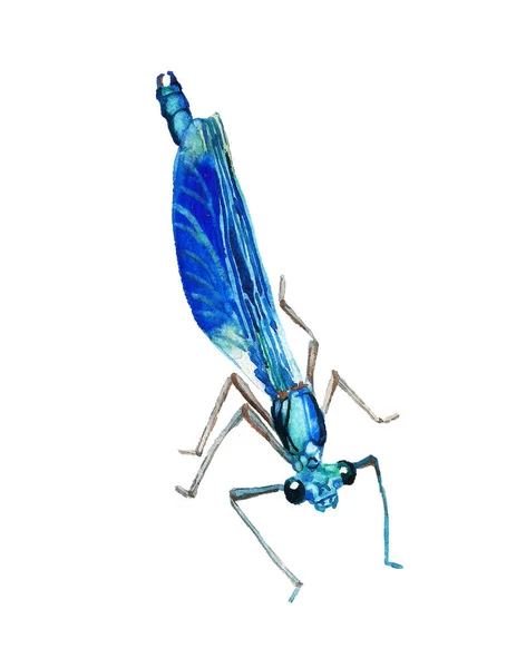 Acuarela ilustración dibujada a mano de libélula azul —  Fotos de Stock