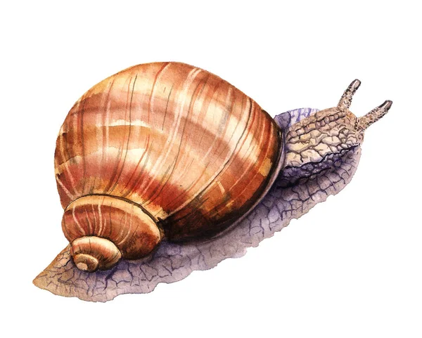 Detaillierte Aquarell-Illustration der Weinbergschnecke — Stockfoto