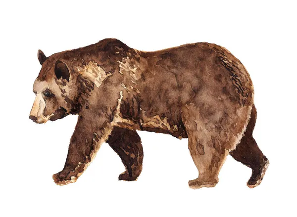 Akwarela ręcznie rysowane ilustracja niedźwiedzia brunatnego — Zdjęcie stockowe