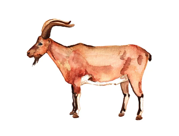 Watercolor wild goat — Stock Photo, Image